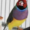 Cockatiel  and FINCHES for sale Ohio 43113