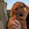 Beautiful Red Goldador Puppies Looking For Forever Home