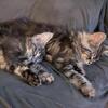 Maine coon kittens