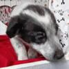 Texas Heeler