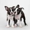 Boston Terrier Puppies