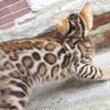 BROWN SPOTTED MALE BENGAL KITTEN