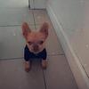 FURRY FRENCHIE