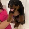 10 Week ROTTWEILER PUP!