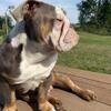 English Bulldog Stud Service