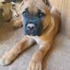 Female Cane Corso Puppies