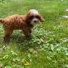 Sweet gentle Cockapoo girl,  Elsa