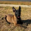 AKC Belgian Malinois Puppies 