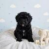 3 female mini bernedoodles ready now