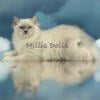 Health Tested Parents ~ TICA Reg Ragdoll Kittens ~ international champion lines