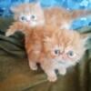 Beautiful Peke Faced and Doll Faced Persians