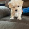 Morkie Puppy(Maltese/Yorkie mux)