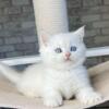 NEW Elite British kitten from Europe with excellent pedigree, male. Mario