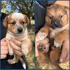 Texas Heeler Puppies FOR SALE!