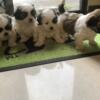 Maltese X Shih Tzu Puppies Males / Females