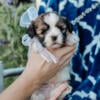 Lhasa Apso Tucker Male