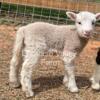 Miniature Sheep: Shetland, Mixed Breed