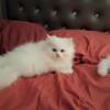 White Male Persian kitten