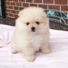 CKC Pomeranian: WAFFLES