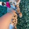 Savannah Kitten