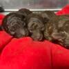 Tiny toy chocolate poodle pups born  6 9 24