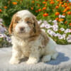 Stunning Red and White Cavapoo Puppies