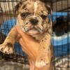 merle american bullys for sale