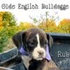 **PRICE DROP*** DOB 8/13/24 Female Olde English Bulldogge puppy. **UPDATED PICS**(Northern Michigan)