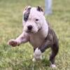 MALE American Bullie  available