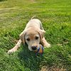 AKC Yellow Male Labrador Puppies for Sale