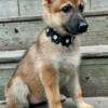 German Shepherd Puppy Sable Female