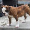 Brindle and white female Olde English Bulldogge