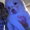 4 female Pomsky Puppies Available March 1st 2024