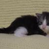 Maine Coon Kittens Ready for adoption