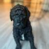 Standard poodle puppy 