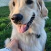 Golden Retriever 1.5 years old! Female 