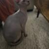 Two Sphynx babies looking for a new loving home