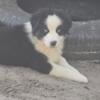 Akc Australian shepherd  puppies