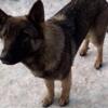 German shepherd puppies 