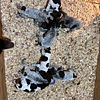 AKC GERMAN SHORT-HAIRED POINTER PUPPIES FOR SALE