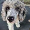 Beautiful mini poodle female