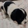 Cavapoo one boy available 