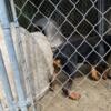 Rottweiler male puppy for sale