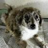 QTY# 4- 12 Week Old AUSSIEDOODLE PUPPIES!!!