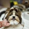 Shih Tzu girl 7 months