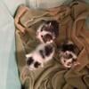 Bottle baby kittens available