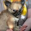 Pomchi female puppy 