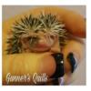 Adorable Baby Hedgehogs USDA Licensed Breeder in Northeastern Oklahoma! Transport Available!