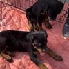 Rottweiler puppies 