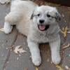 Pyrenees mixed puppies 